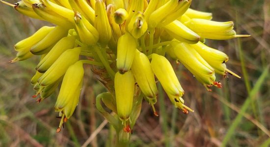 Aloe craibii