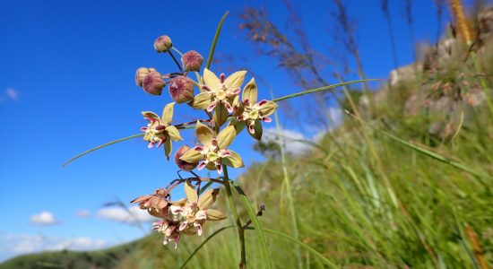 Asclepias 4755A