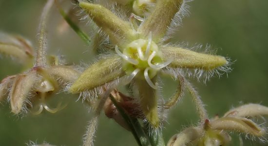 Aspidoglossum 4733A