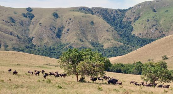 Blue Wildebeest with calves