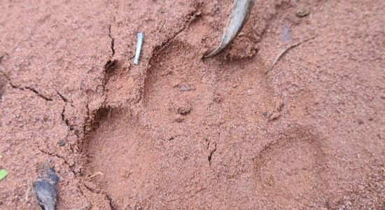 Brown hyena track 2 WhatsApp Image 2025-02-13 at 14.06.33_997d3018