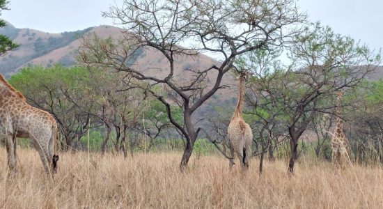 Giraffes at home
