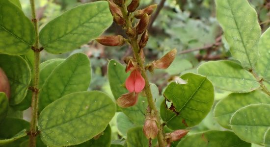Indigofera swaziensis variety perplexa