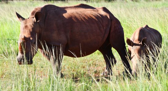 Spirit Wildlife Family Jan 2