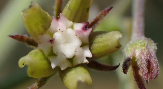 The flower of the Schizoglossum bidens species
