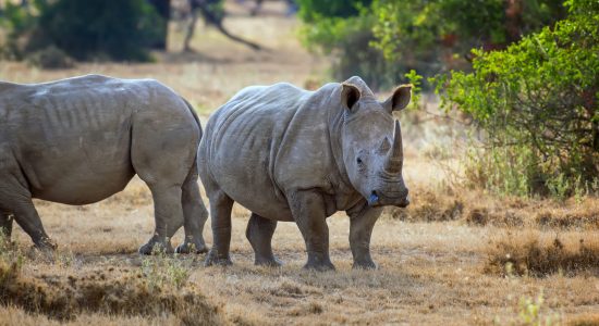 African white rhino, National park of Kenya